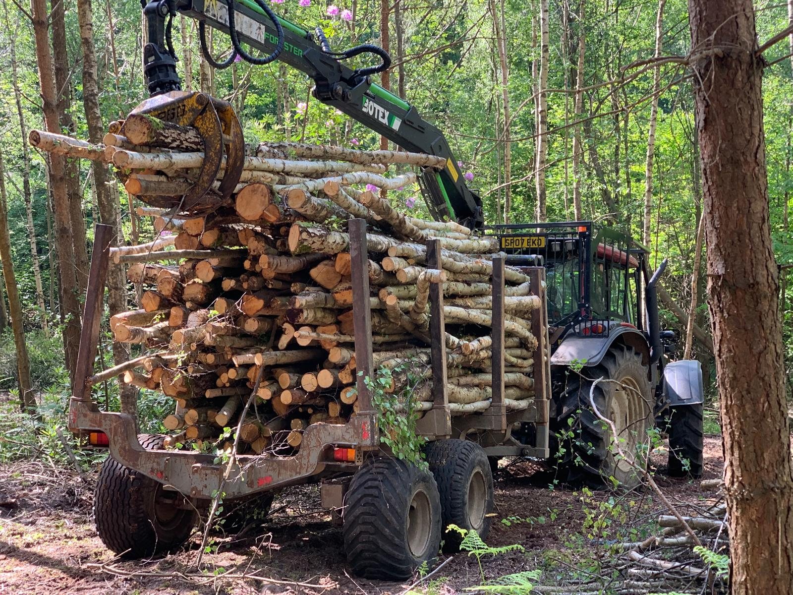 Timber loaded onto a forestry forwarder in woodland
