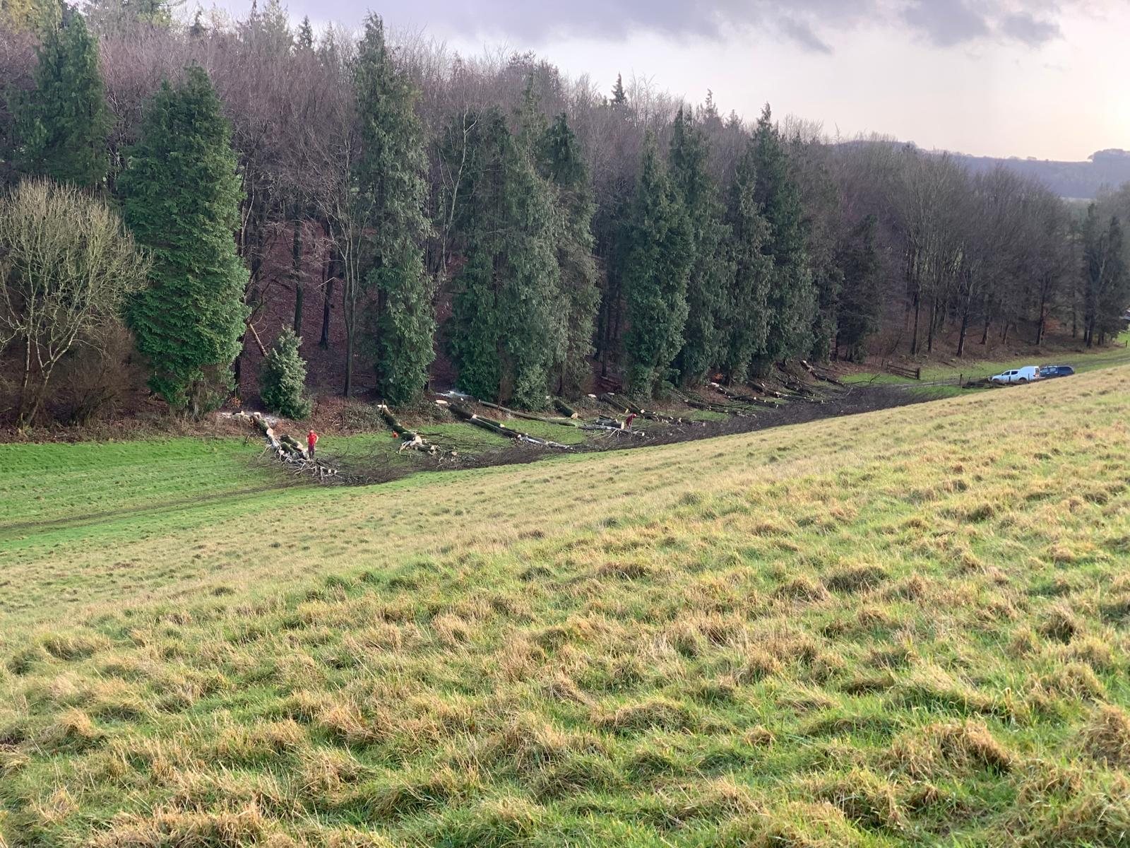 Woodland edge and open grassland