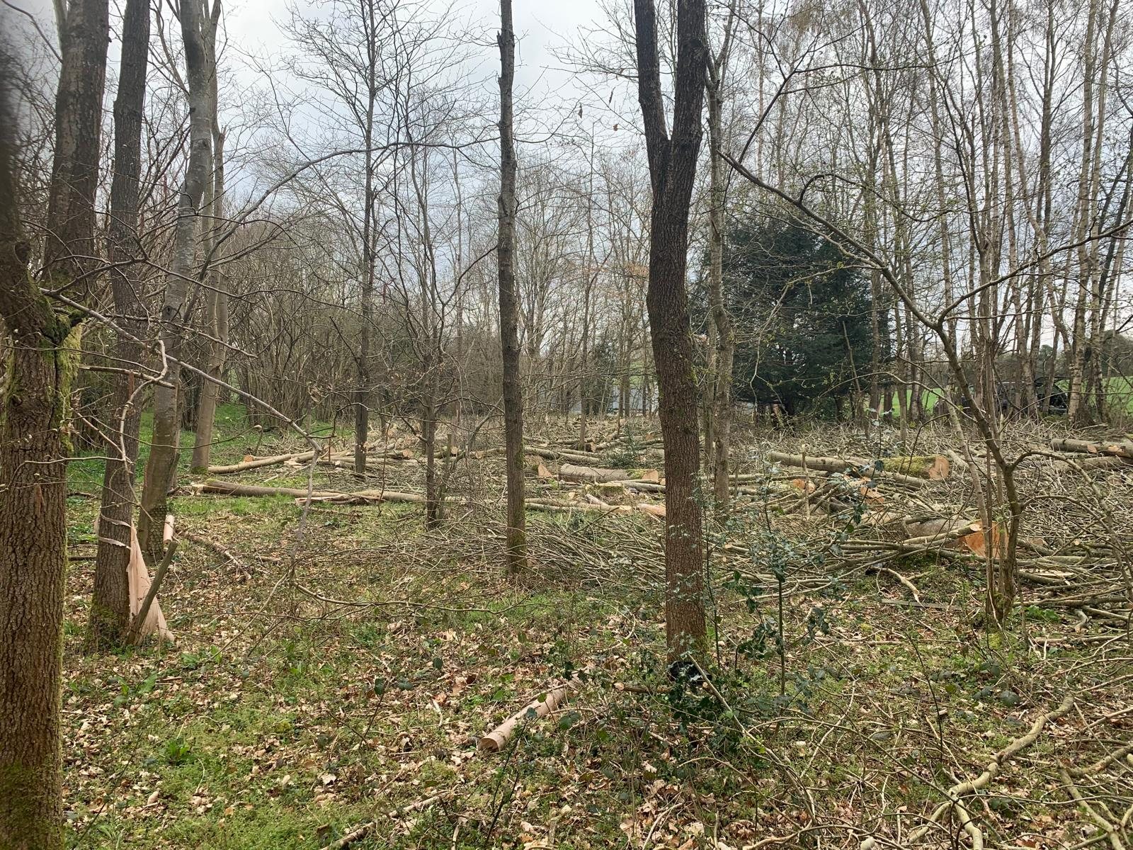 Woodland site following forestry work